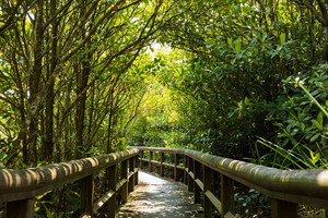 いざやんばるへ！クイナの森とマングローブ林・大石林山を巡る、 やんばる国立公園自然満喫コース＜Cコース＞